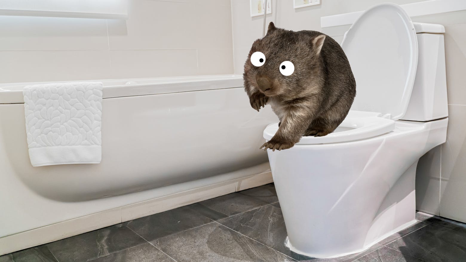 A wombat using the toilet