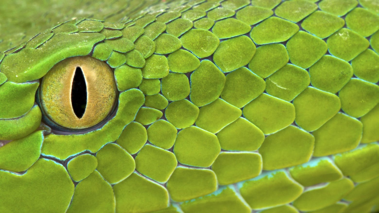 A snake's eye