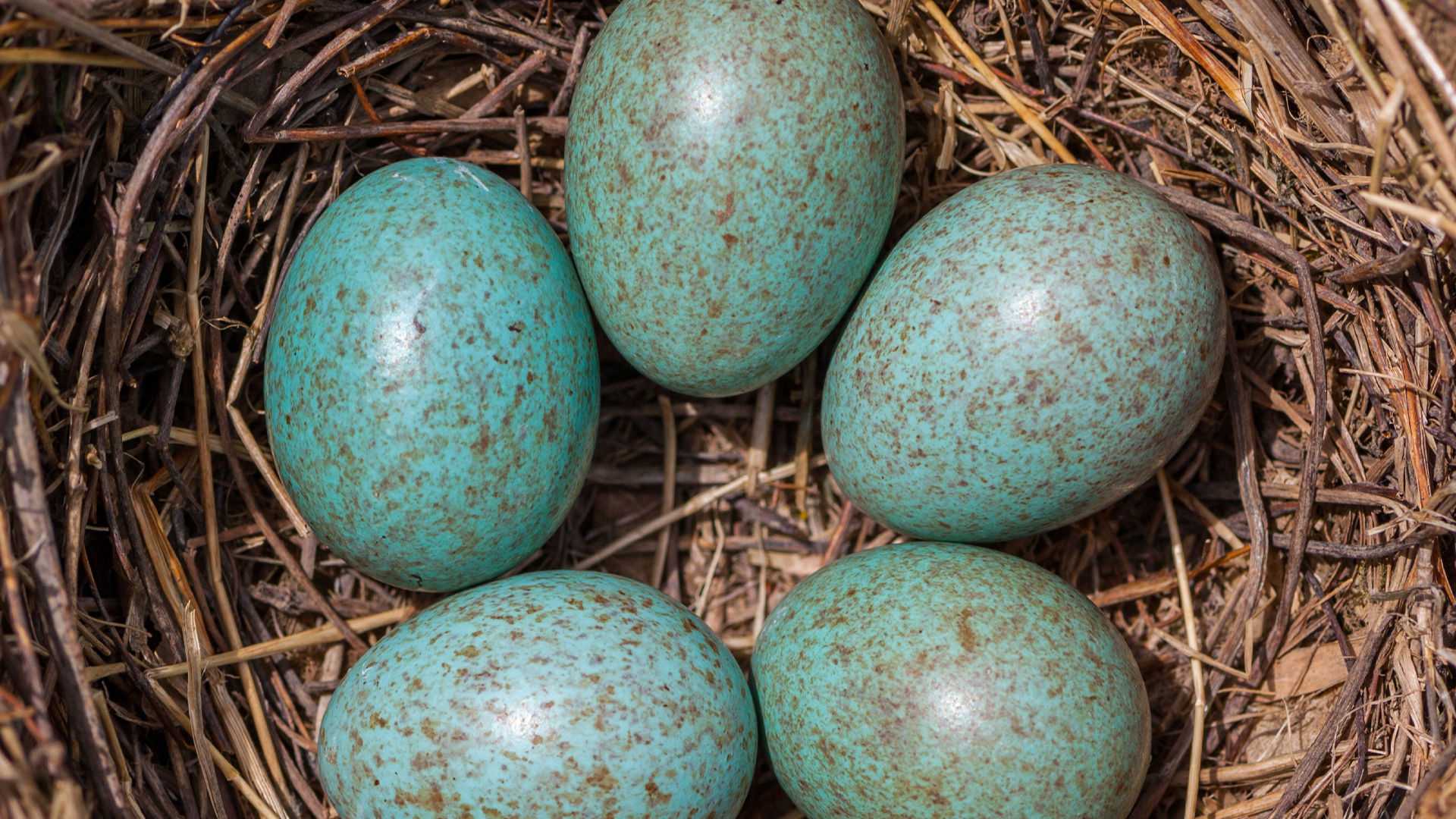 Birds eggs