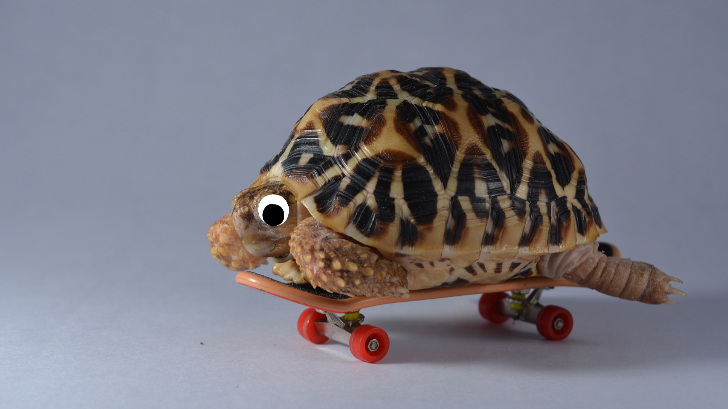 Tortoise on skateboard