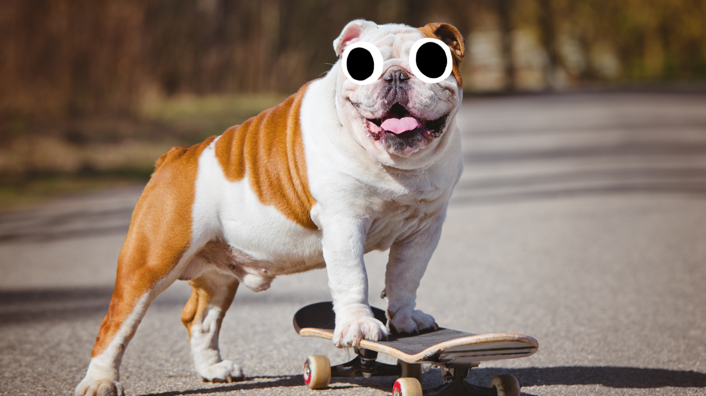 Dog on skateboard