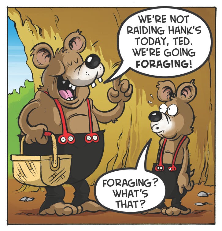 Three Bears comic strip from the Beano. 'We're not raising Hank's today, Ted. We're going foraging!' Ted: 'Foraging? What's that?'