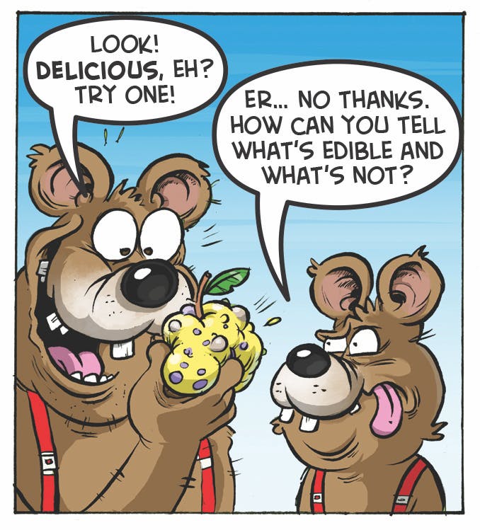 Three Bears comic strip from the Beano. 'Look! Delicious, eh? Try one!' 'Er... no thanks. How can you tell what's edible and what's not?'