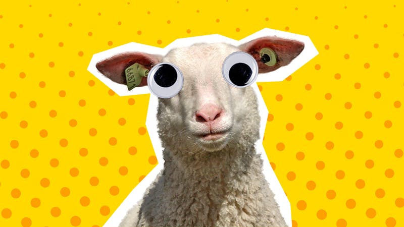 41 Sheep Jokes Which Aren't That Baaaaad! 