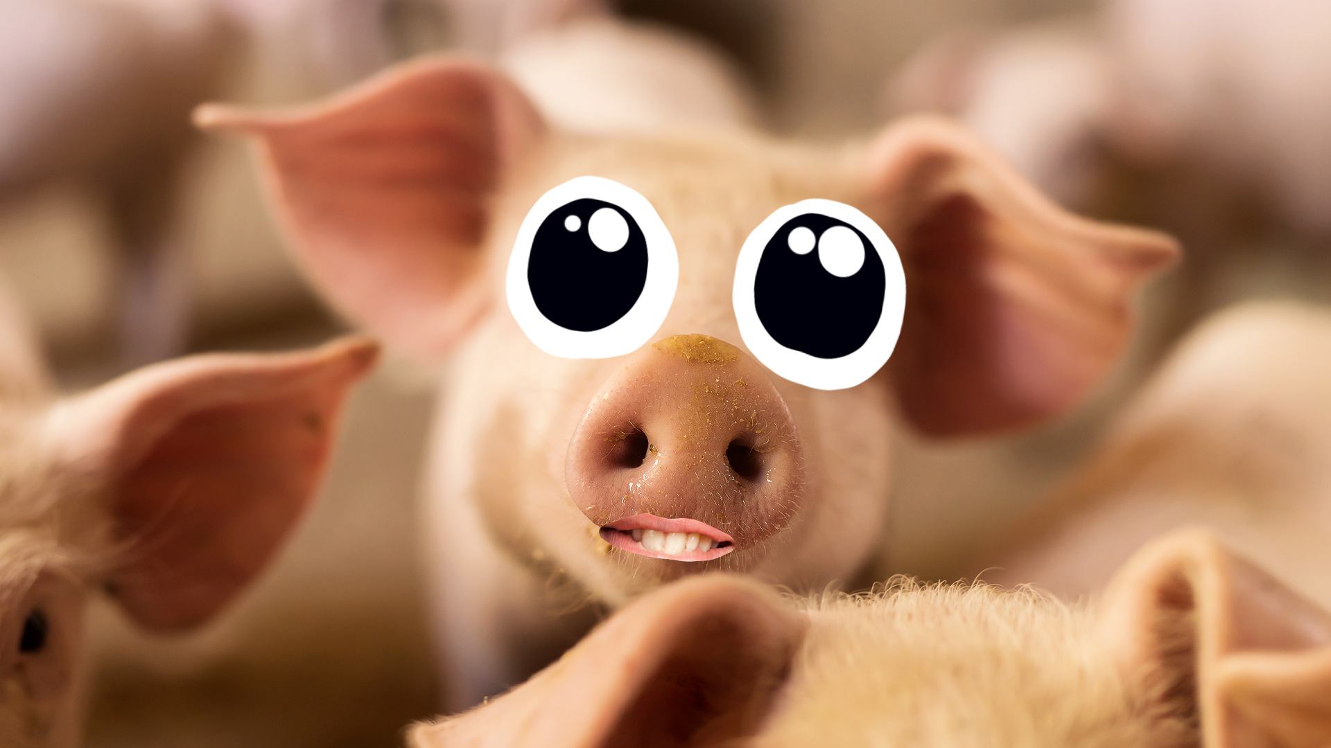 A pig with big eyes