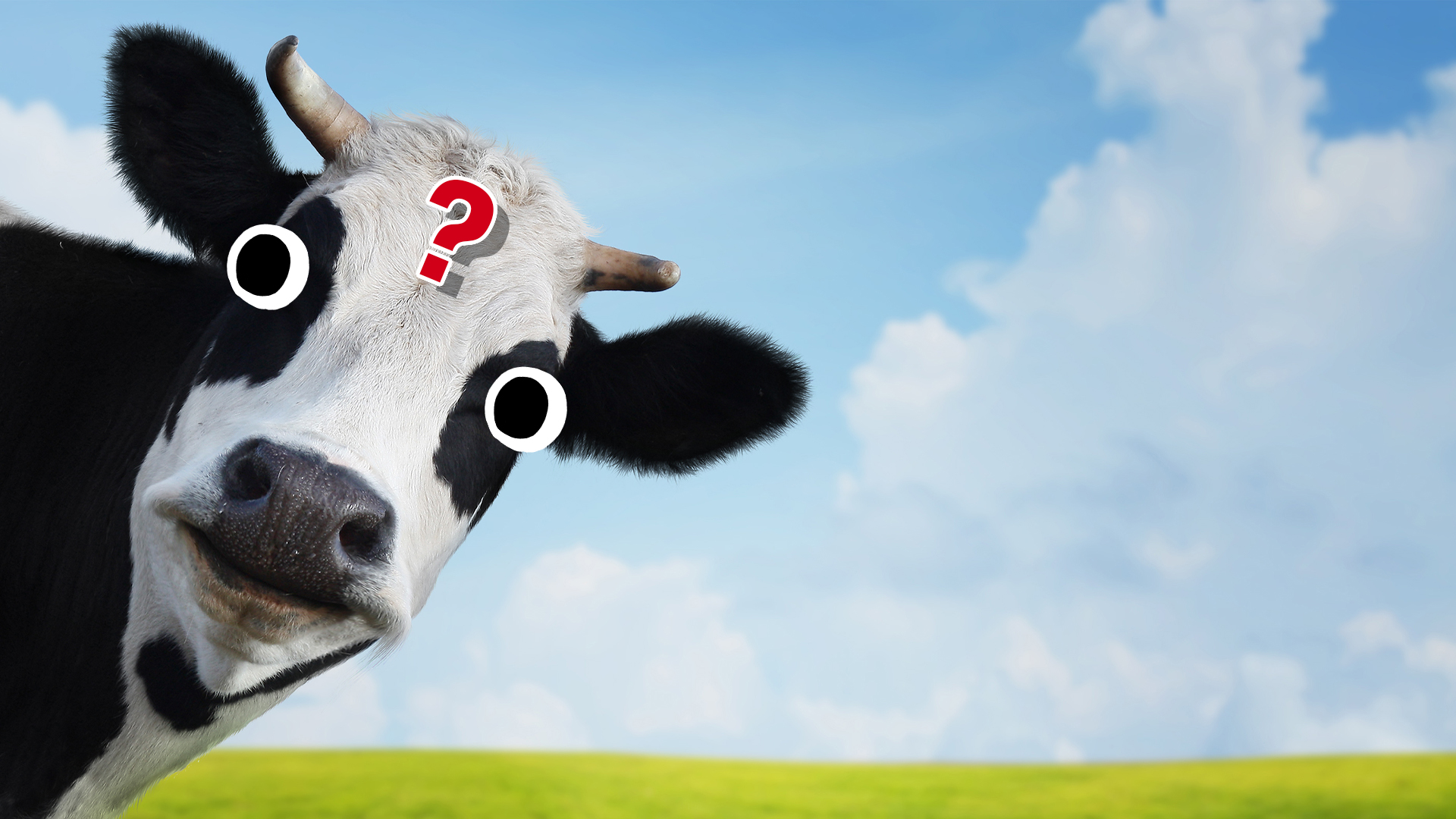 A confused cow