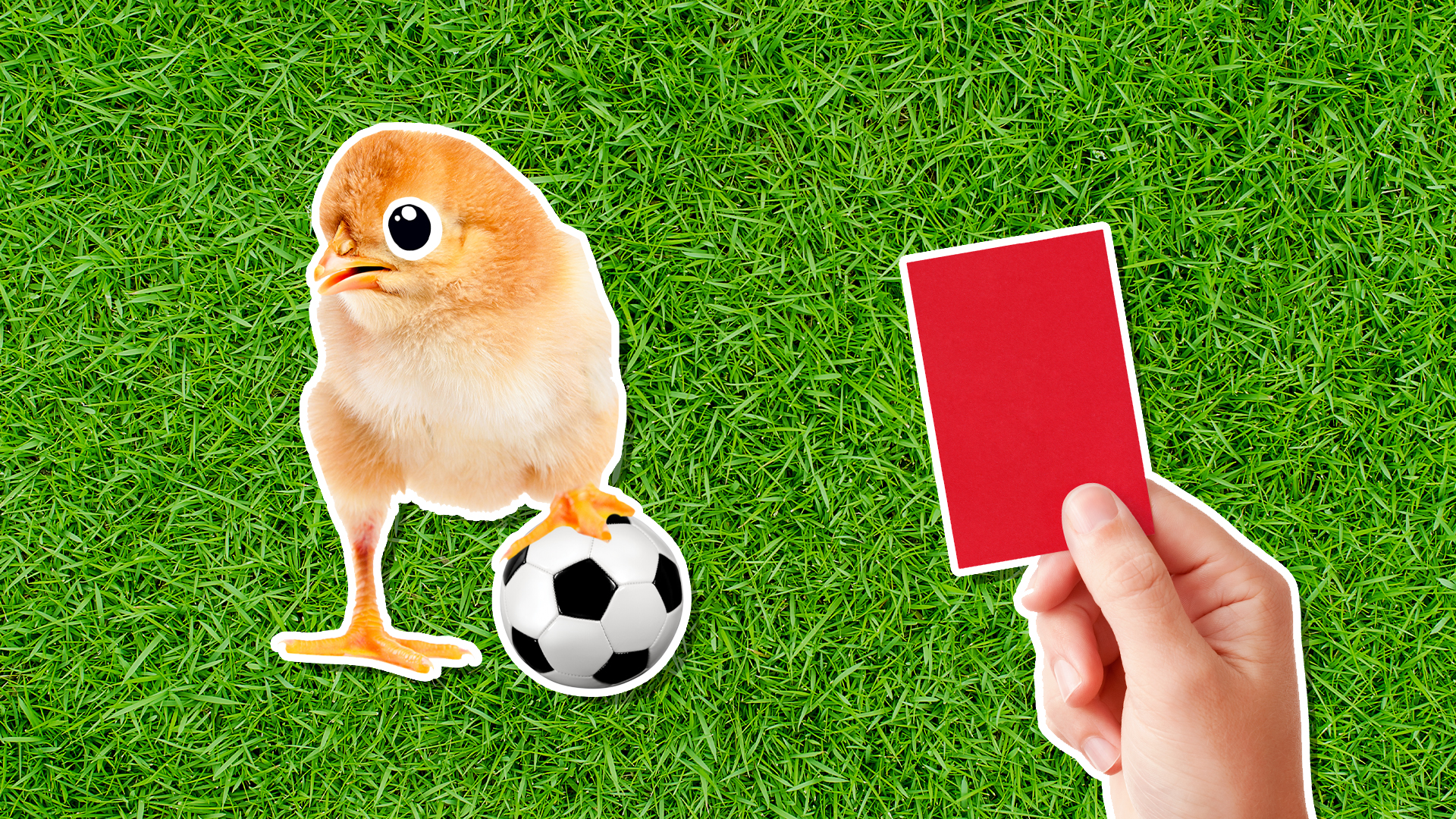 A chicken playing football