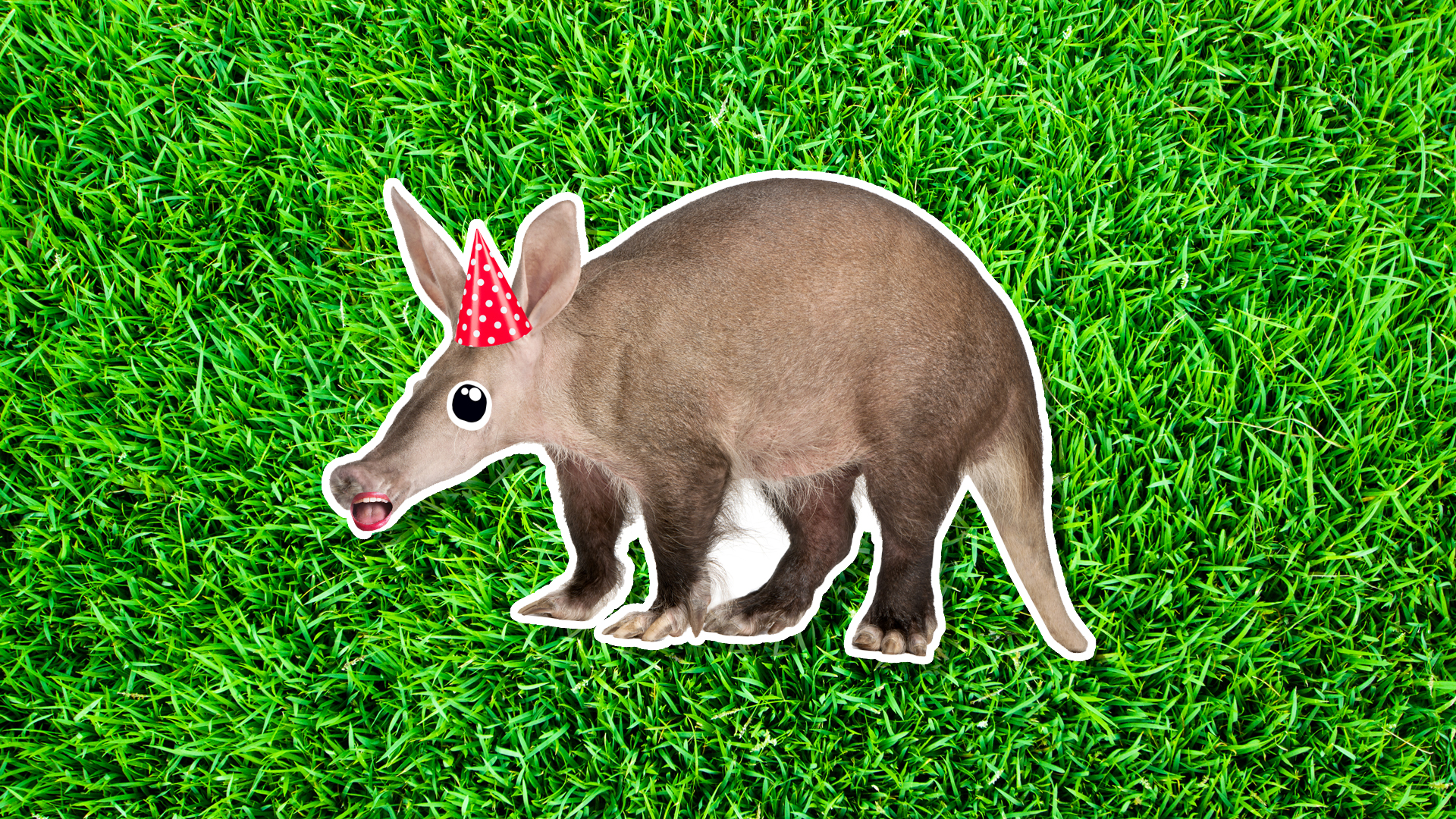 An aardvark in a party hat