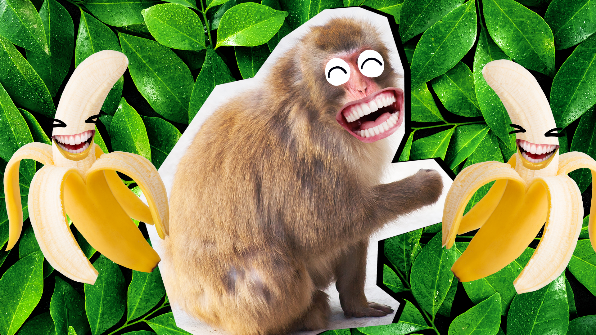 Monkey jokes thumbnail