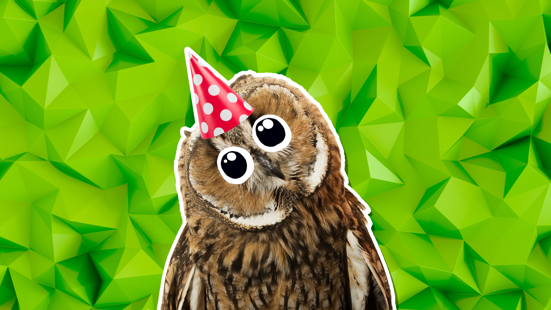An owl in a party hat