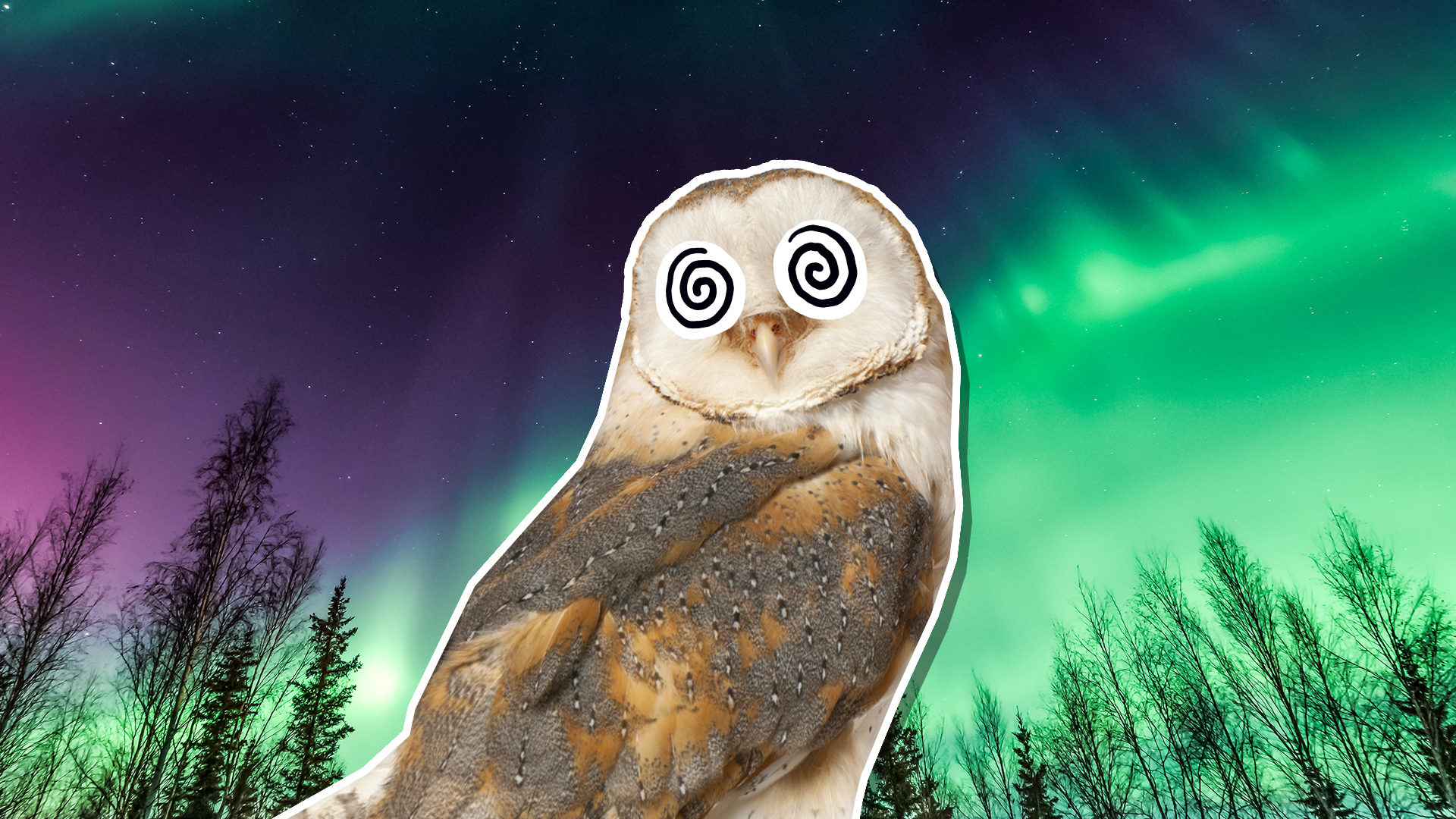 An owl underneath the Northern Lights