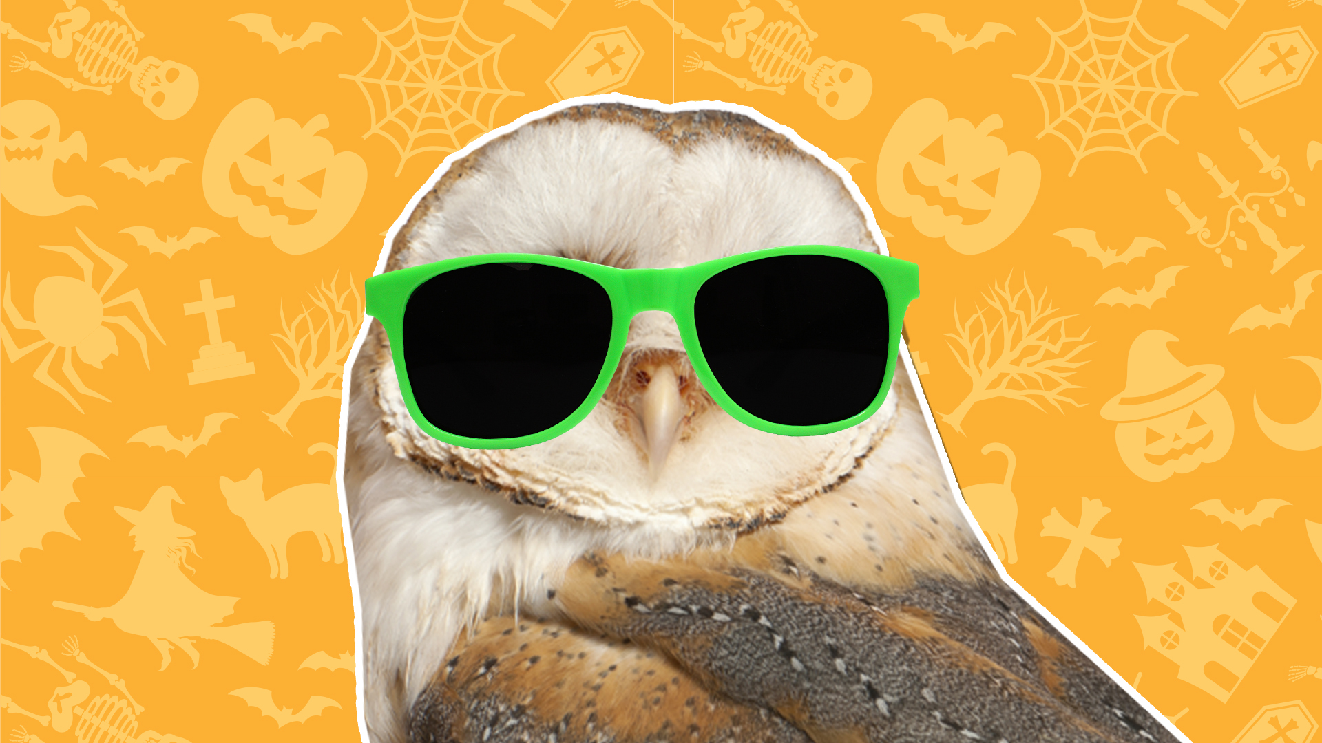 A brown owl wearing green sunglasses