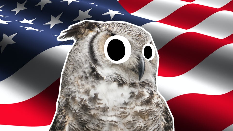 An owl in front of the USA flag