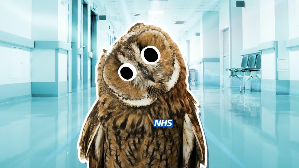 An owl doctor, if there was such a thing
