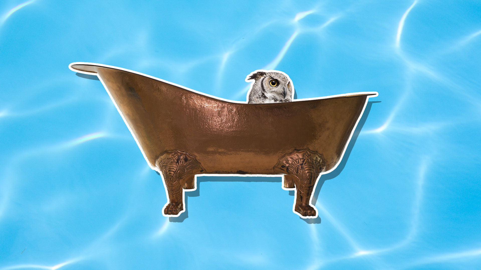 An owl in a copper bath