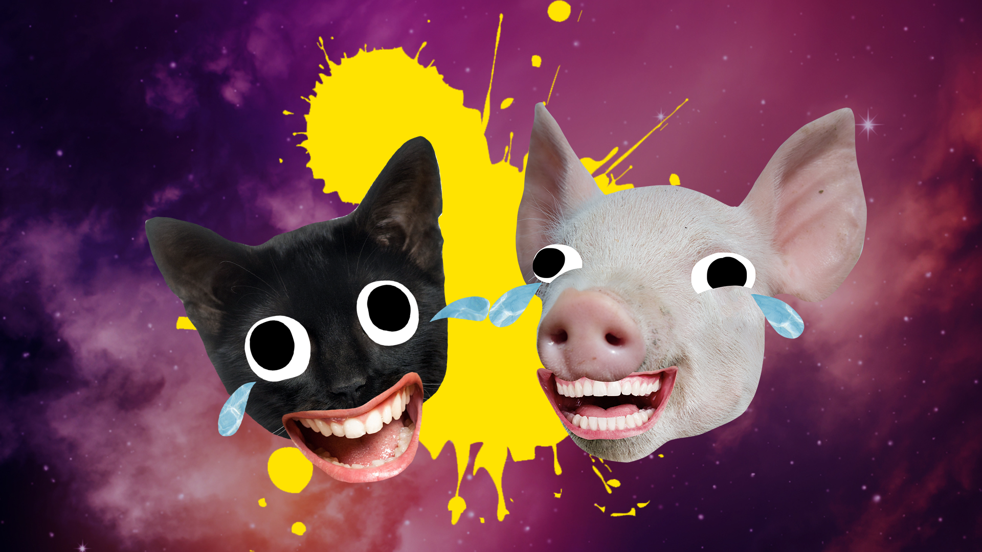 Cry laughing pig and cat