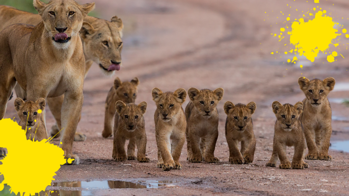 Lion family walking 