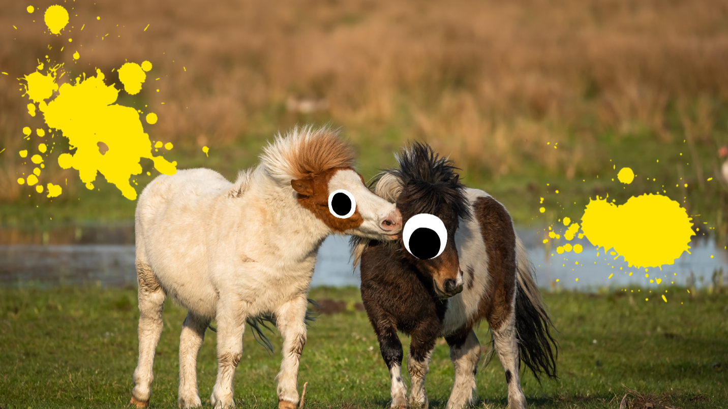 Two ponies