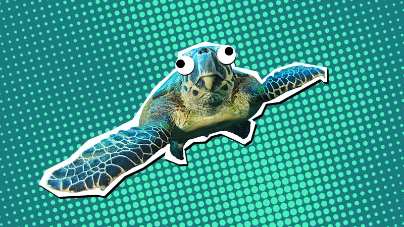 Turtle Jokes