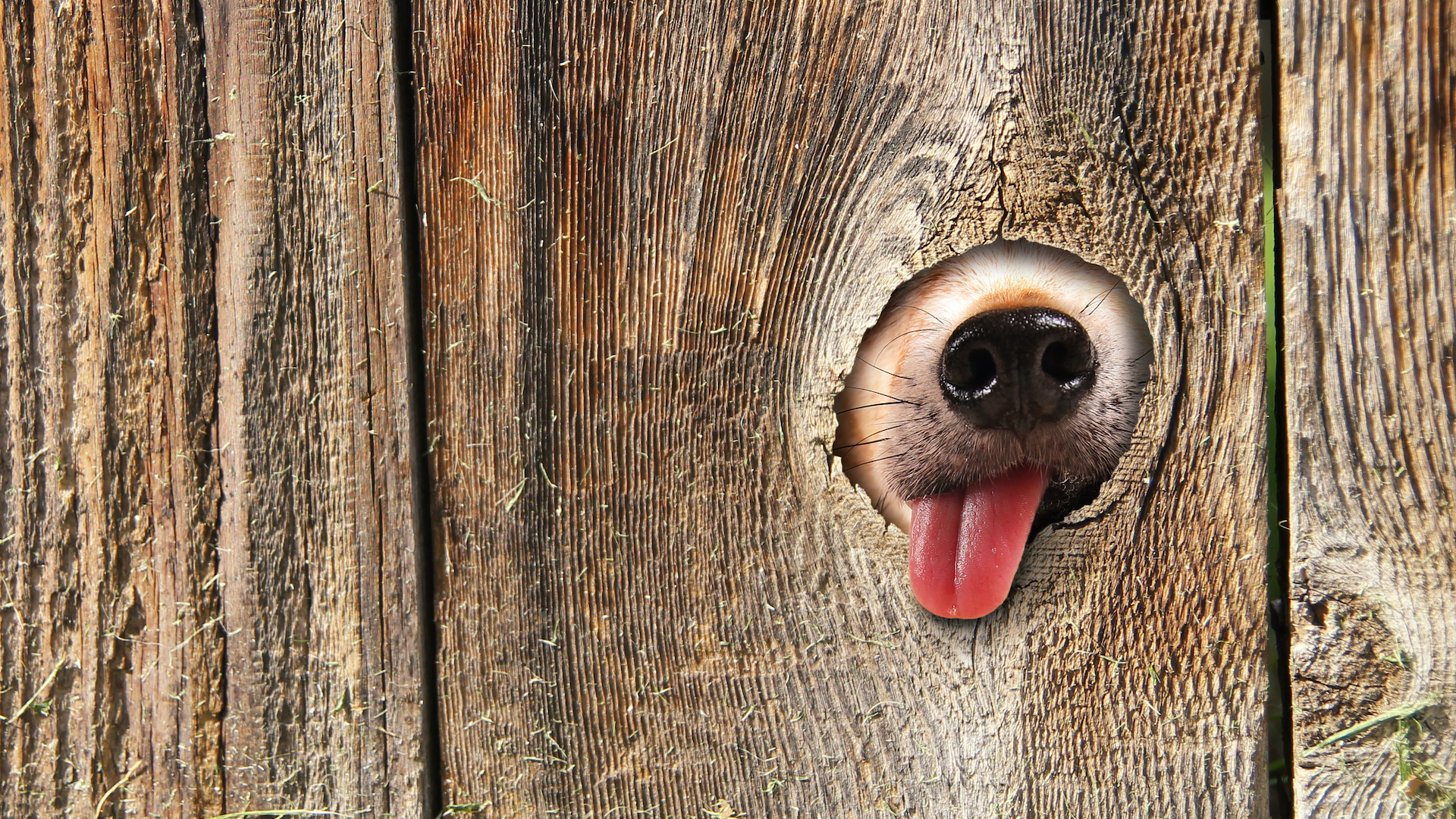 A puppy pokes its nose through a fence