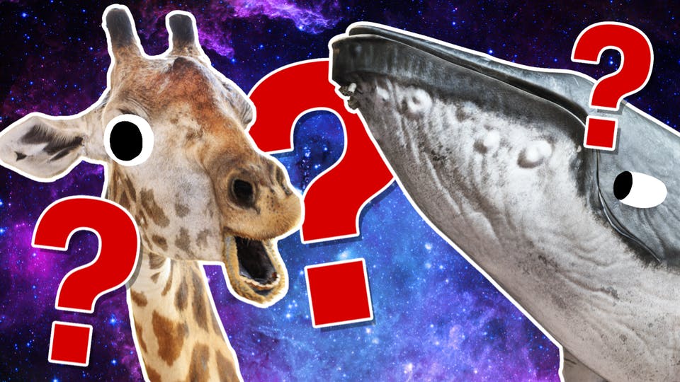 Thursday's 50 Question Mega Quiz – Ultimate Animals