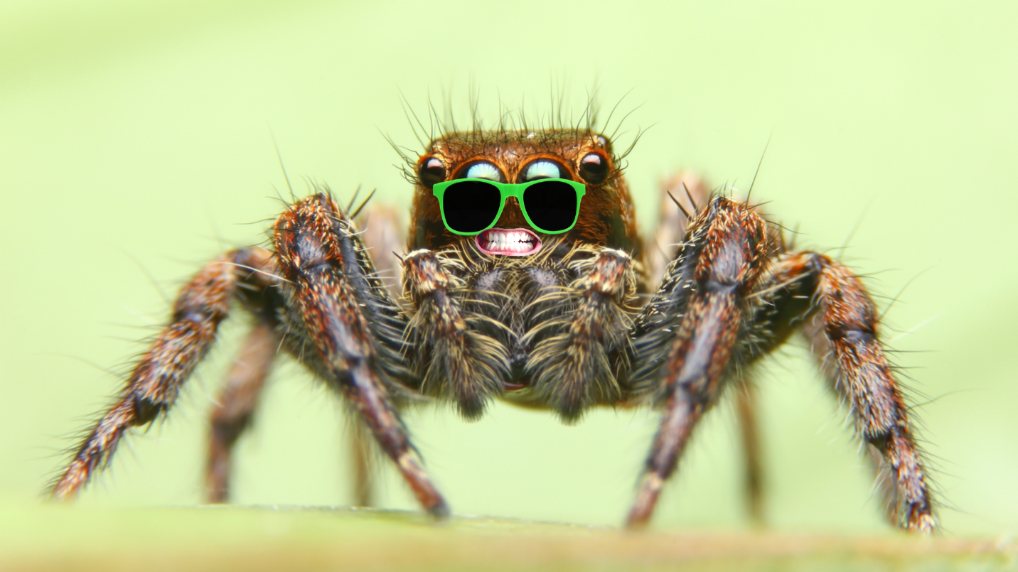A spider in sunglasses 