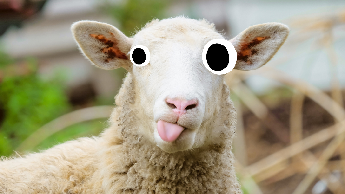 A sheep sticks its tongue out