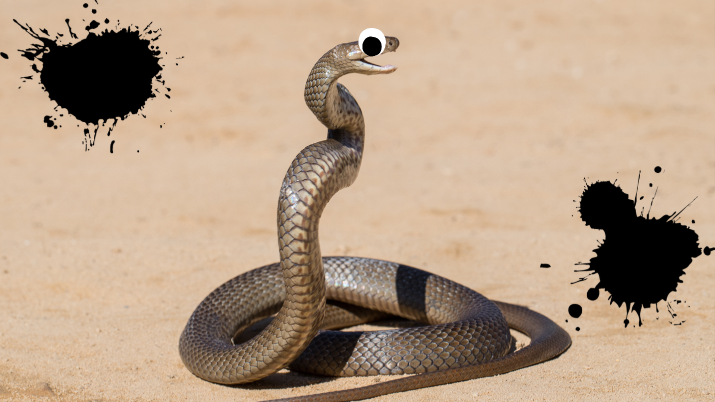 Snake on sand 