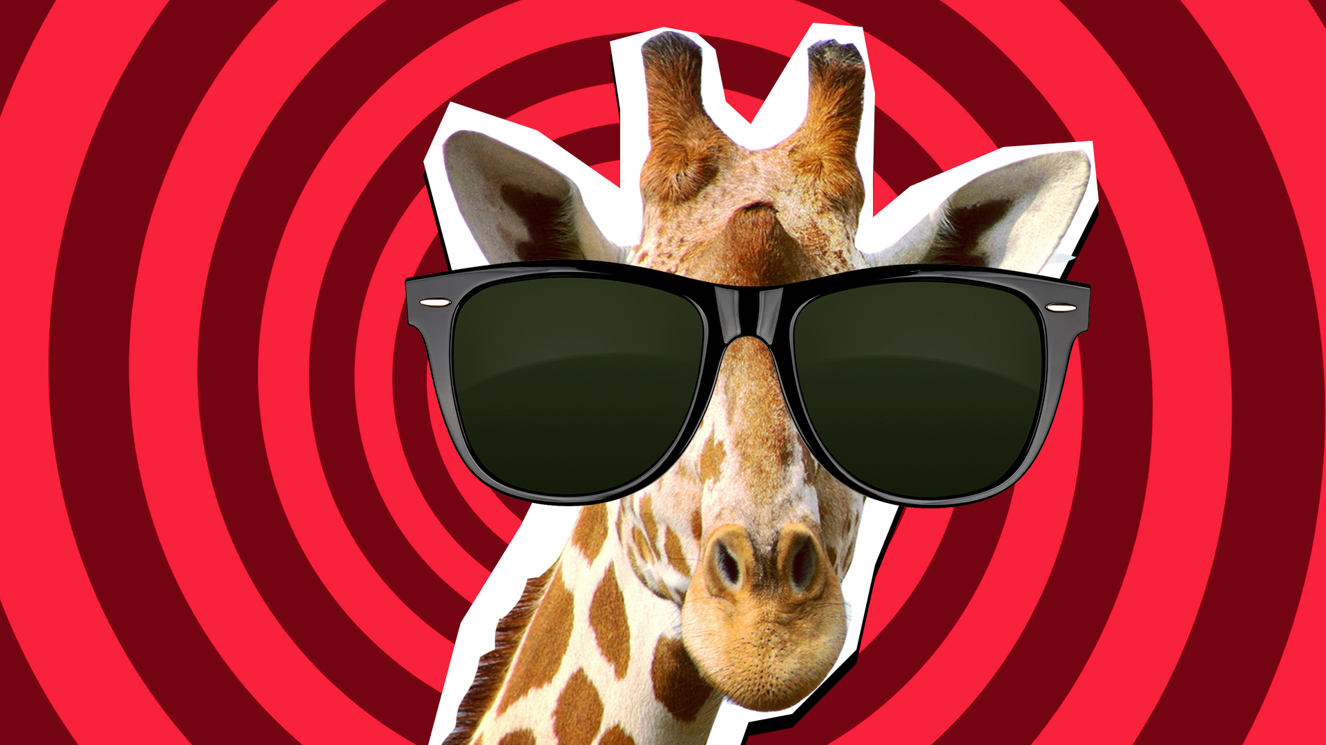 Giraffe wearing sunglasses
