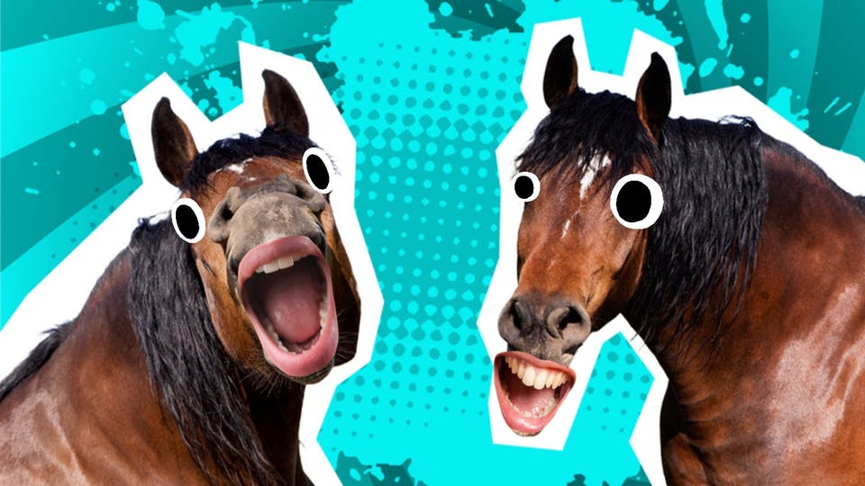 22 Funny Horse Jokes That Definitely Win Top Prize Beano Com
