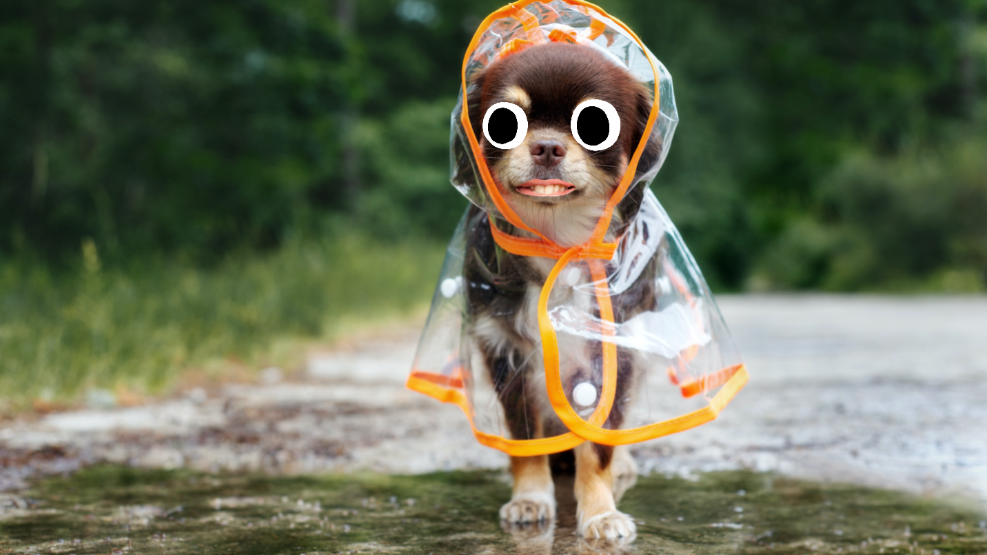 A dog in a rain coat