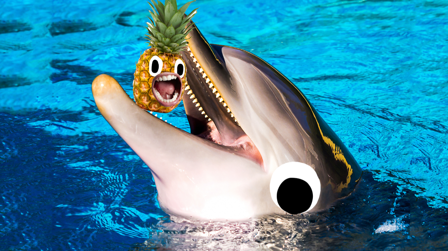 Dolphin in pool