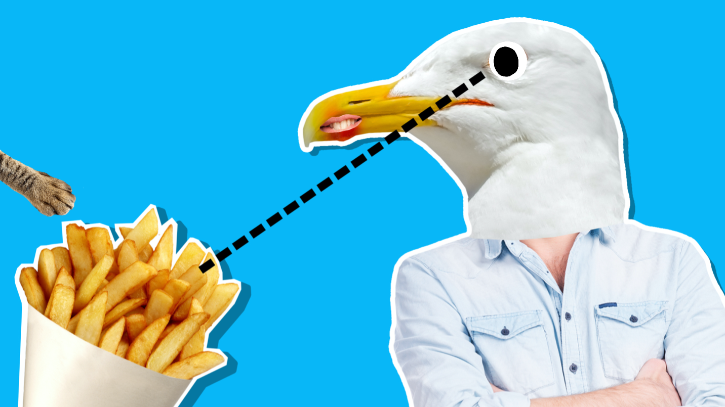 A seagull eyeing a bag of chips