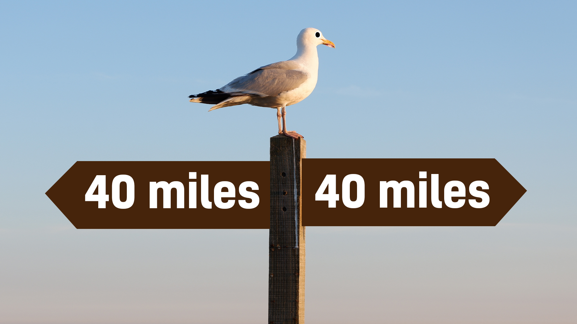 A seagull on a signpost 
