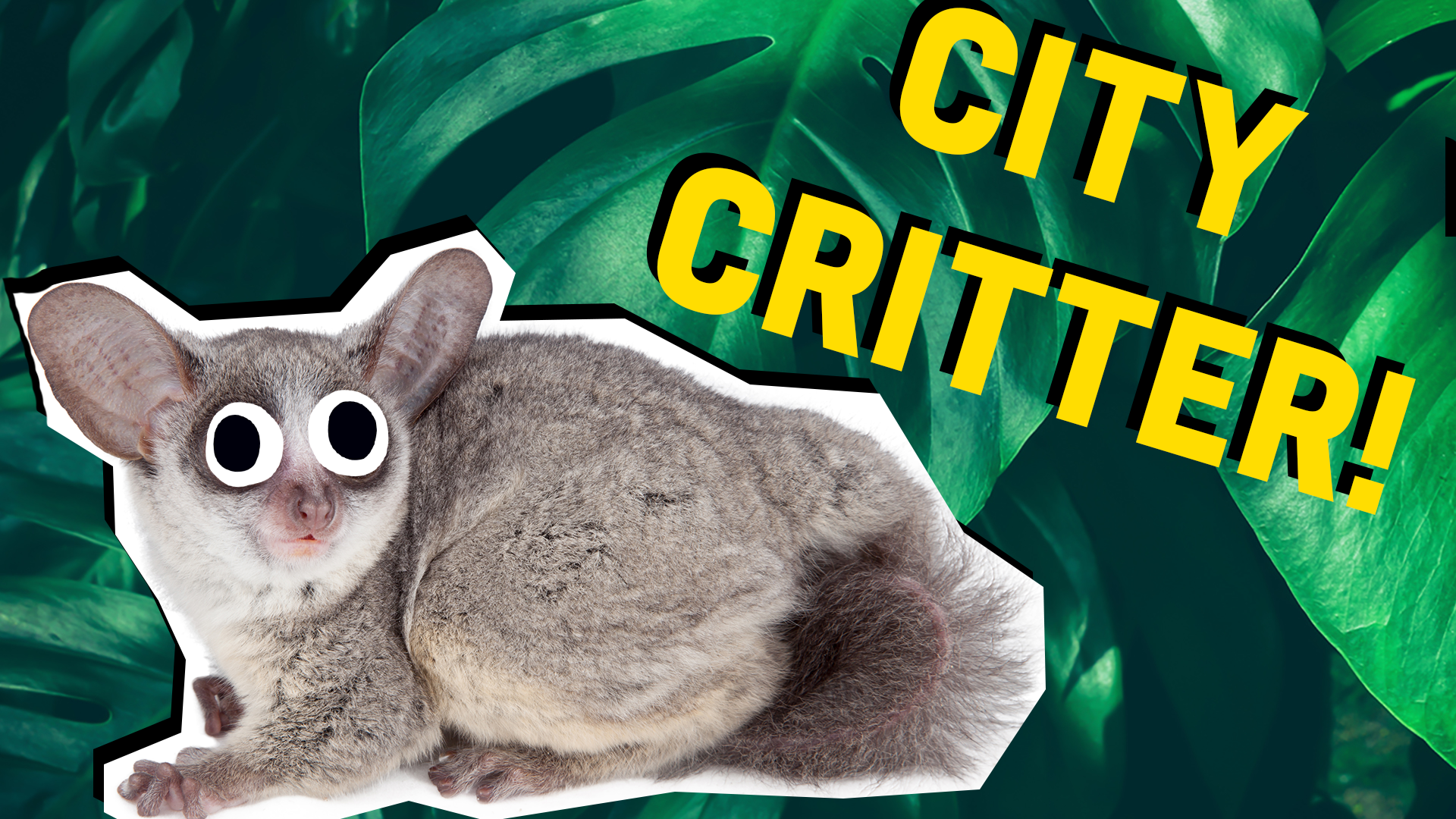 City critter result