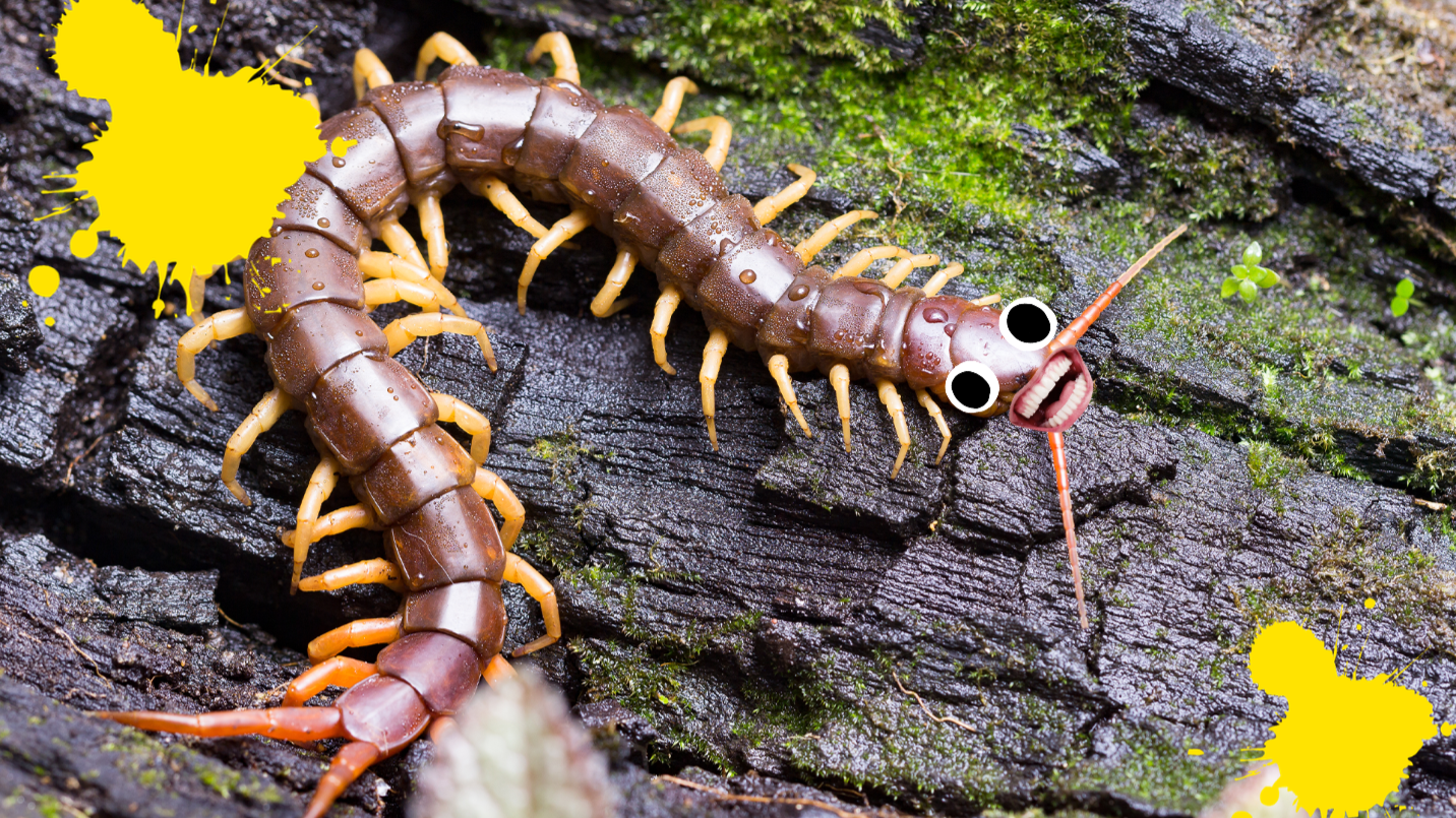 Centipede on log