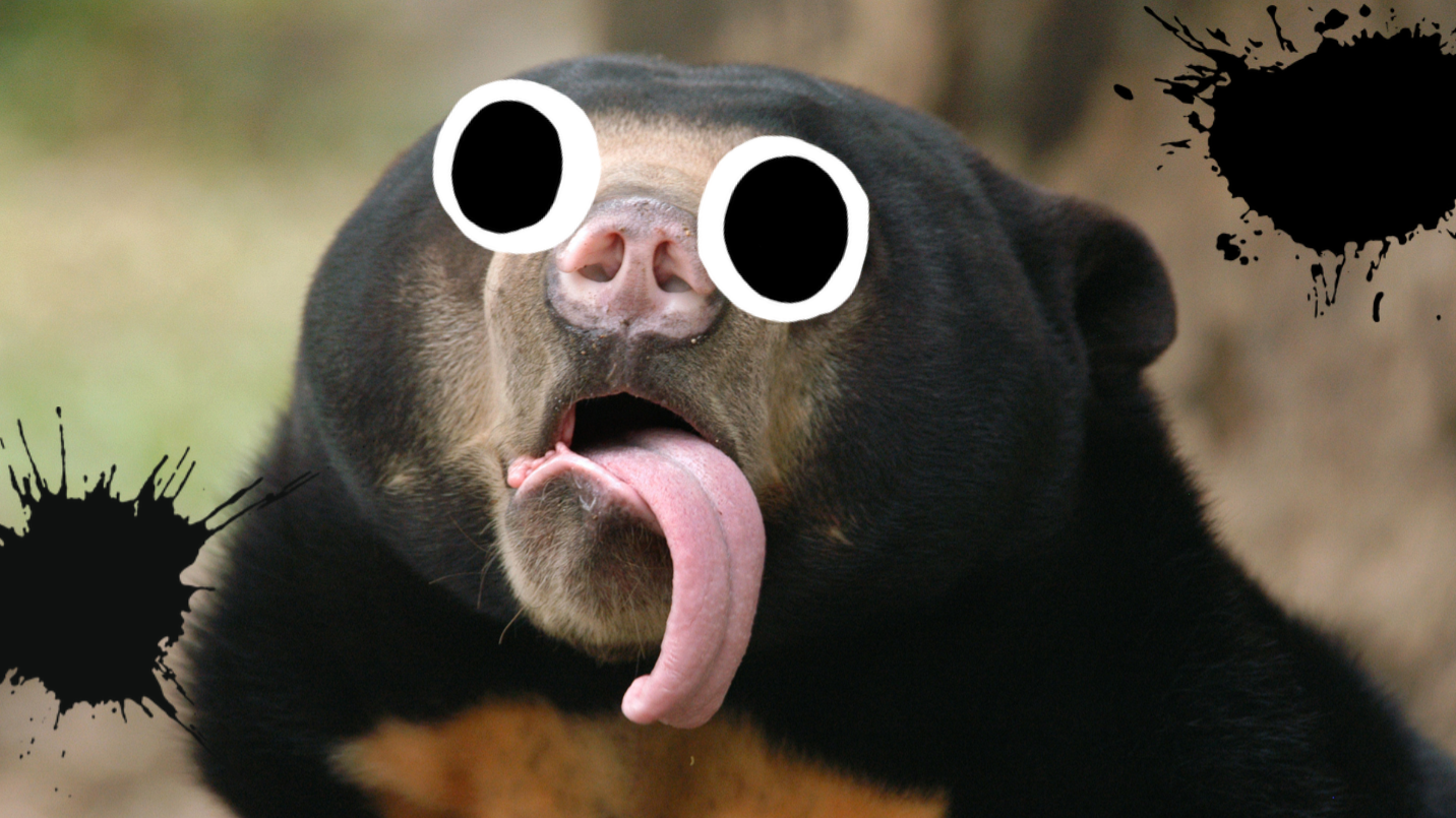 Sun bear with tongue out