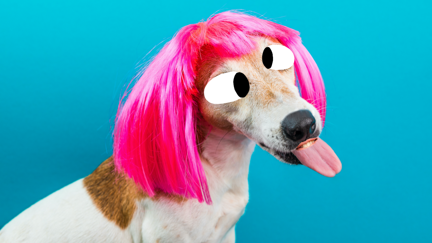 A dog in a pink wig
