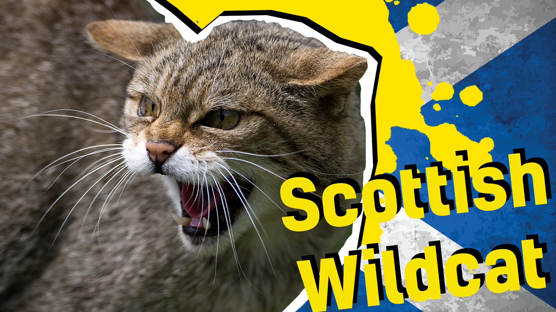 Scottish Wildcat result