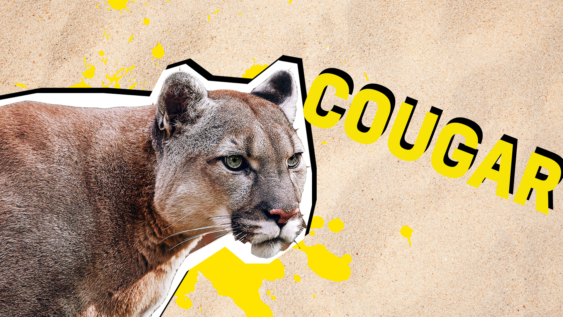 Cougar result thumbnail
