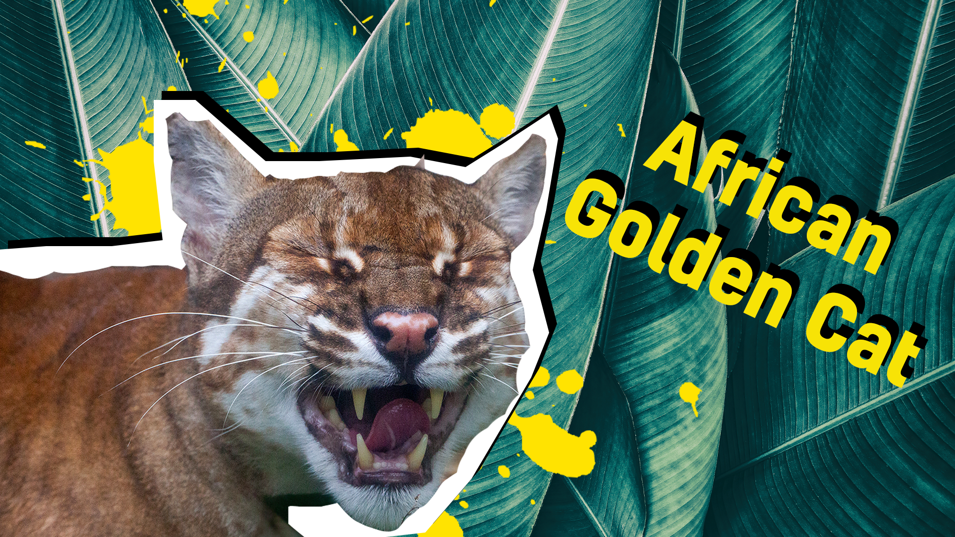 African golden cat thumbnail
