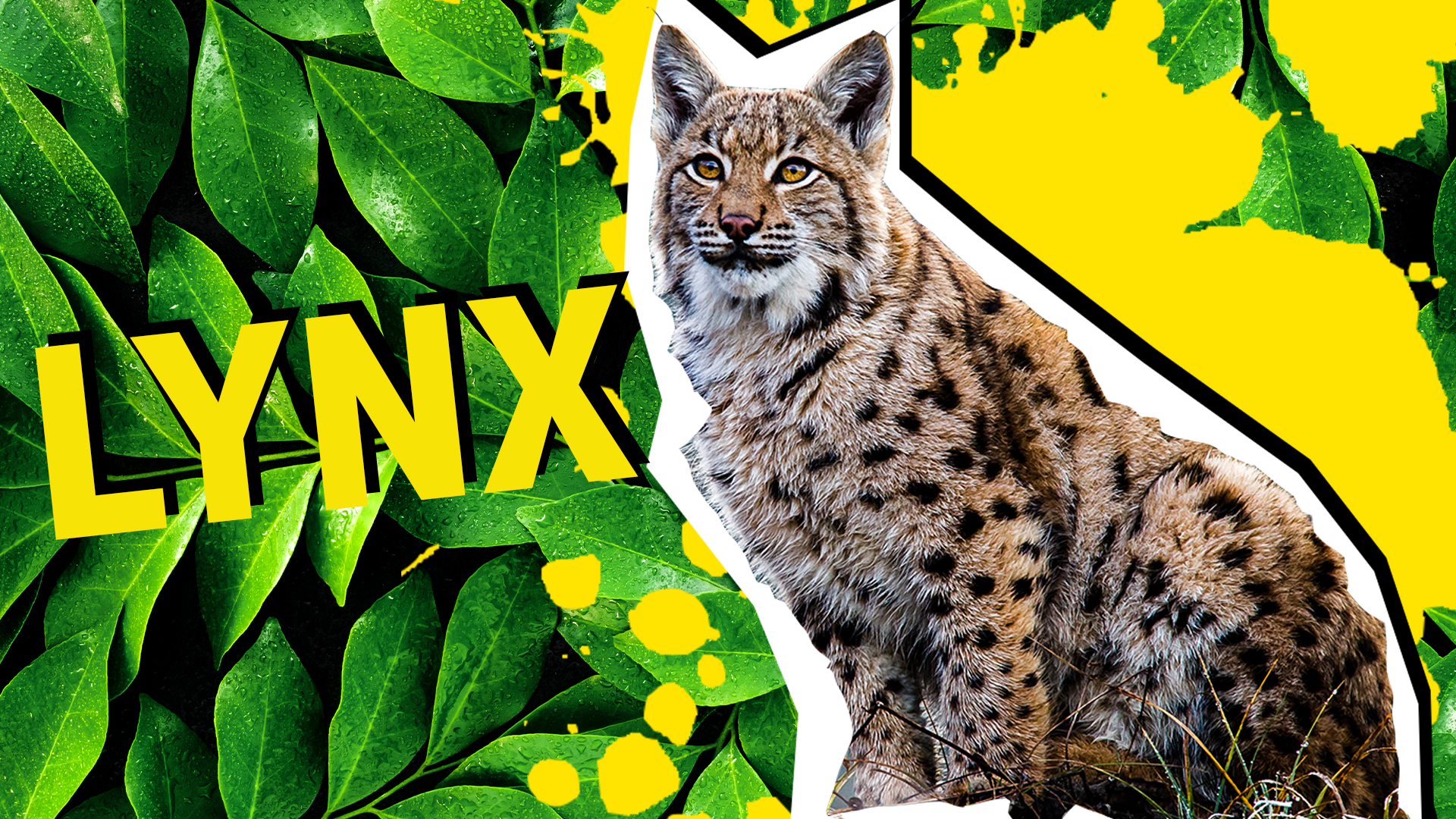 Lynx result thumbnail