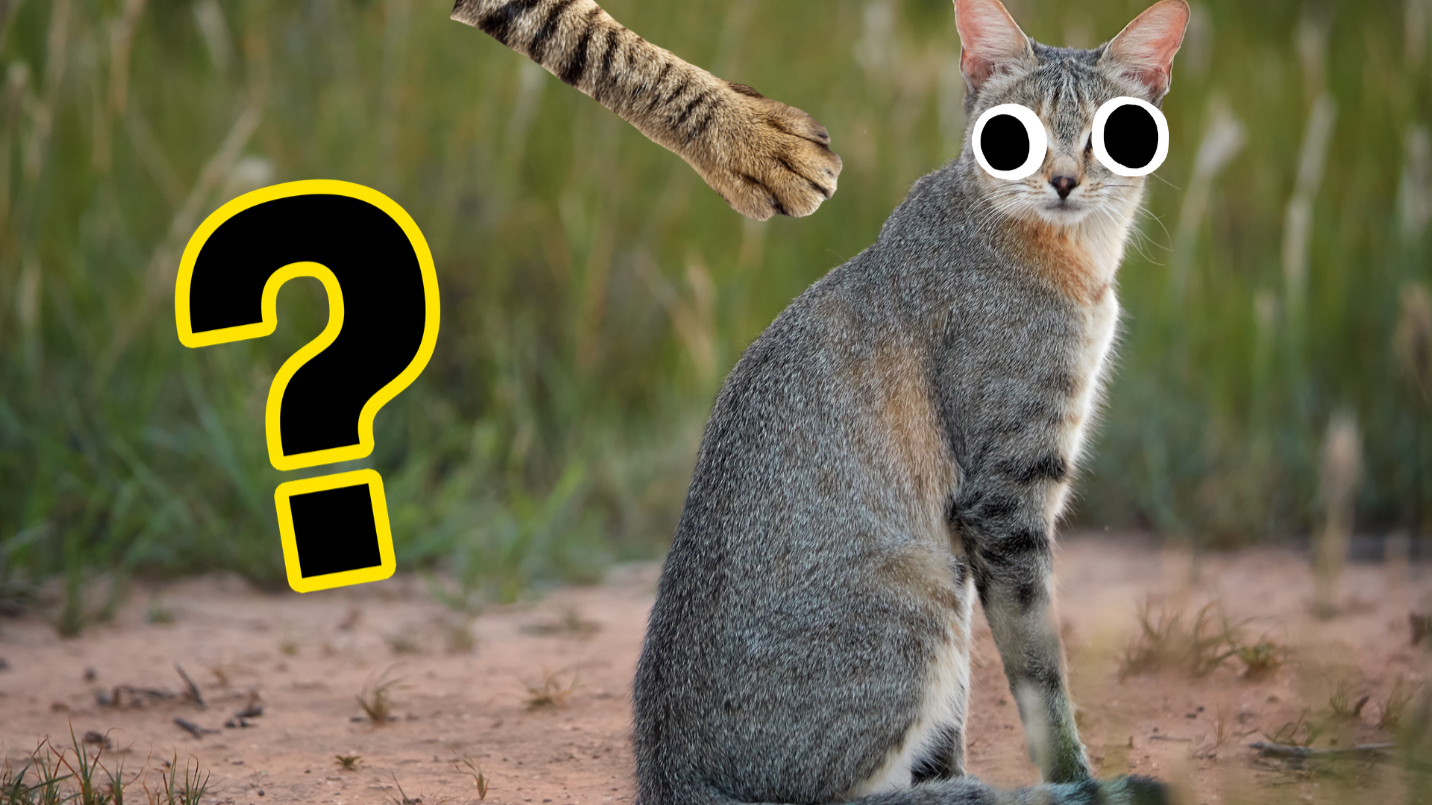 What Wild Cat Am I? Quiz