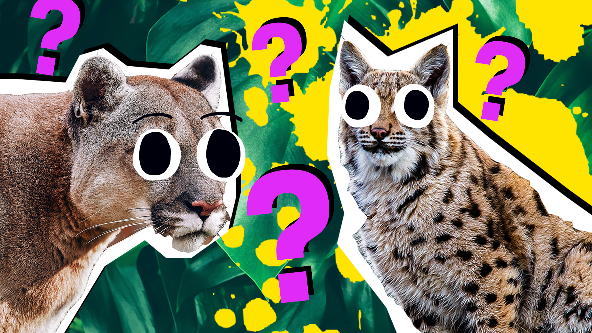 What Wild Cat Are You? - ProProfs Quiz