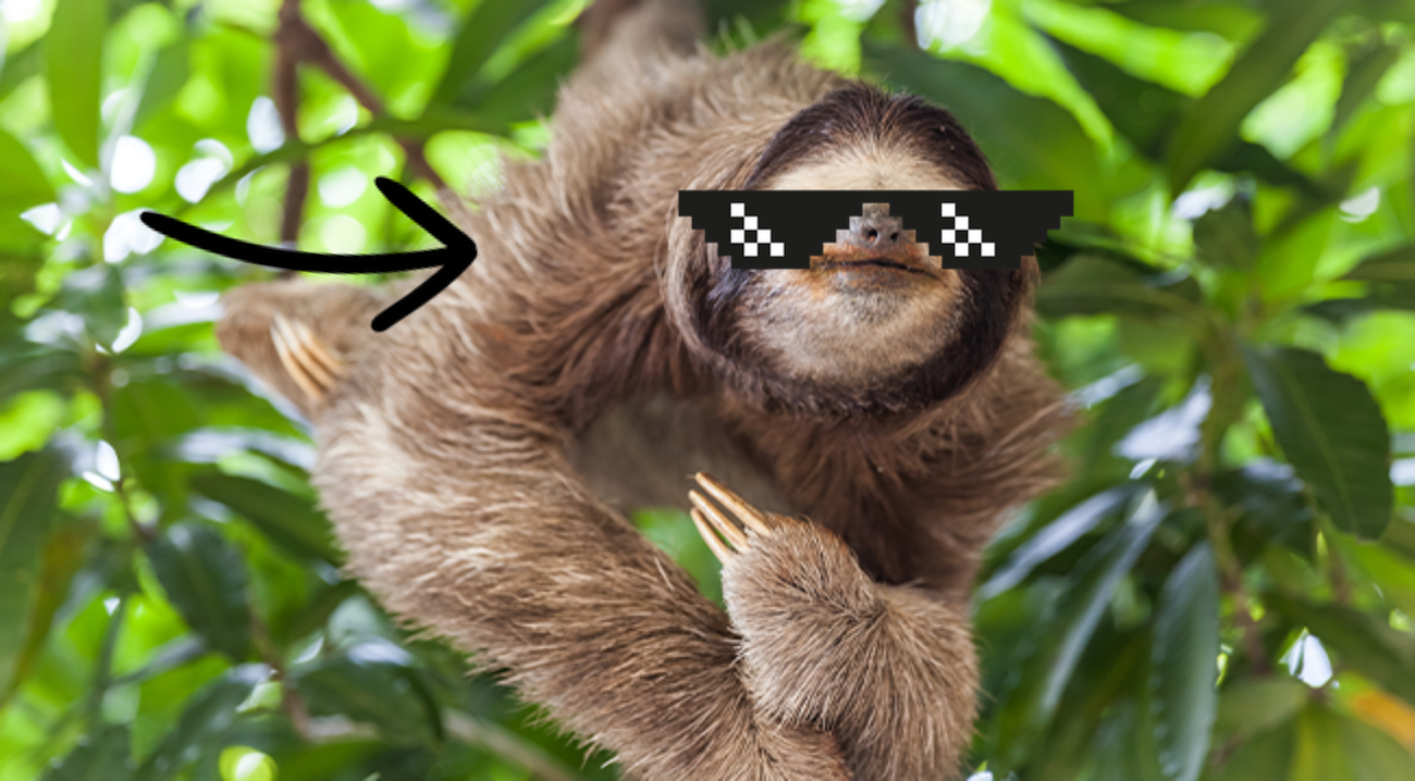 Sloth in sunglasses
