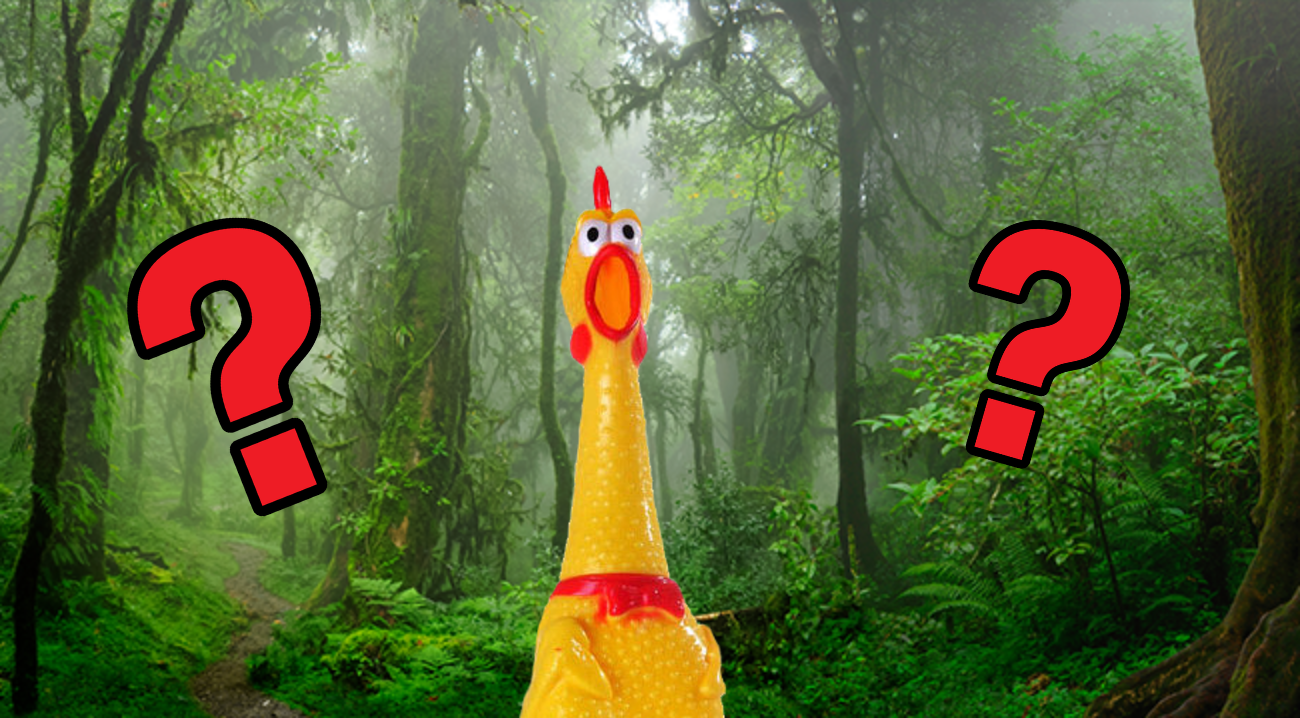 Jungle with question marks and rubber chicken