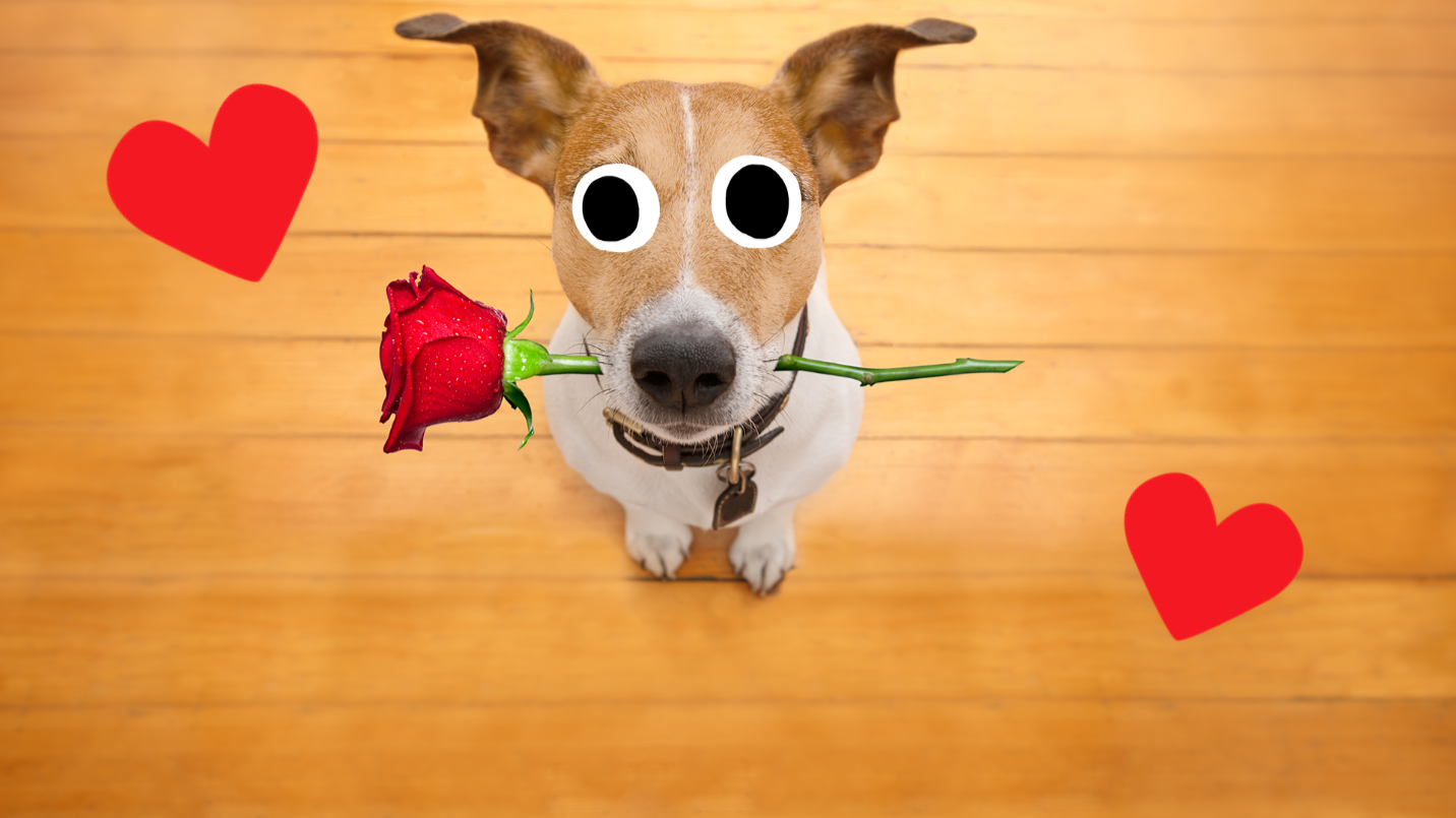 Puppy holding rose on wooden floor