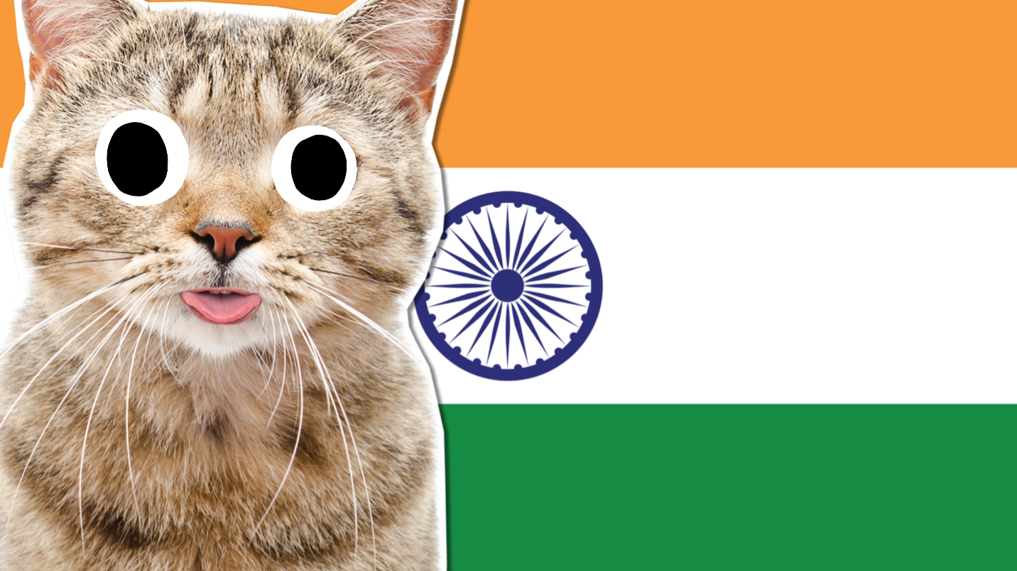 A cat and the flag of India