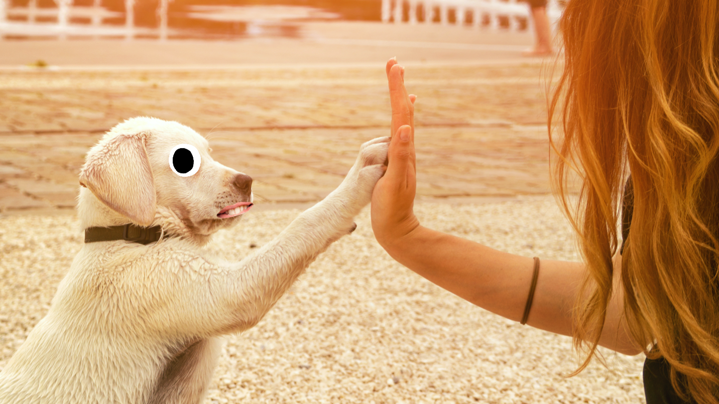 A high fiving pup