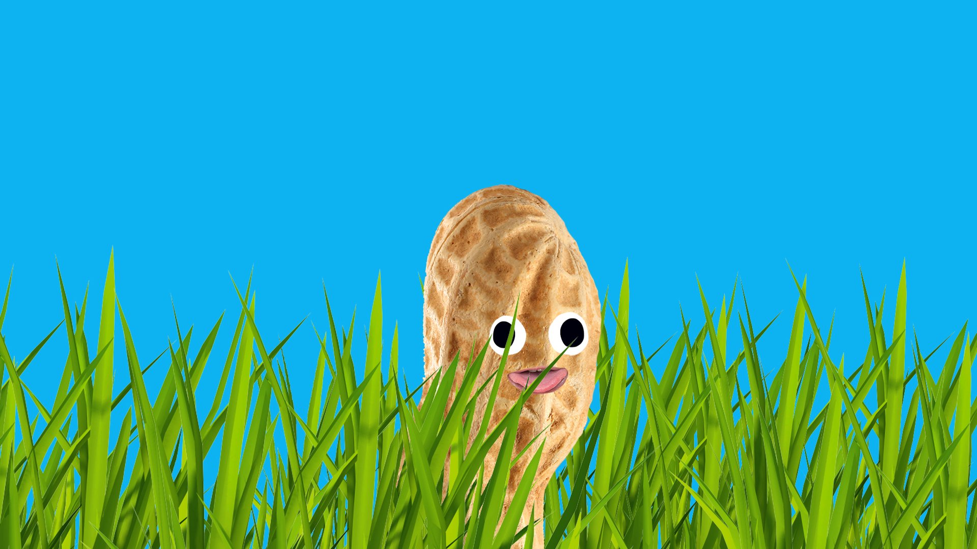 peanut in the grass